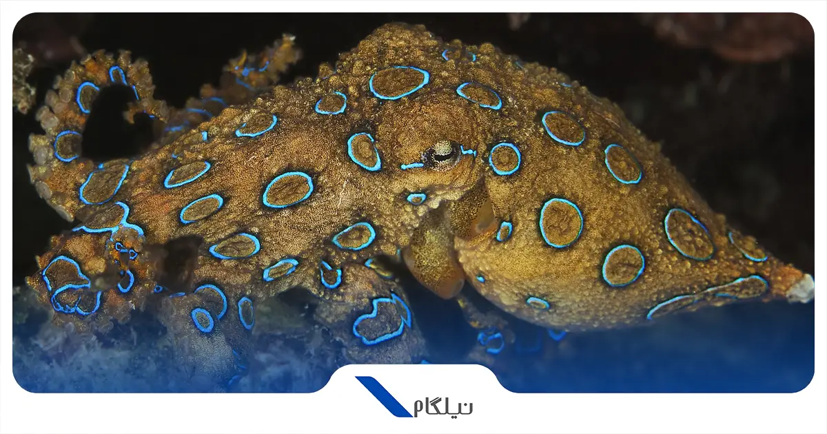 اختاپوس حلقه آبی