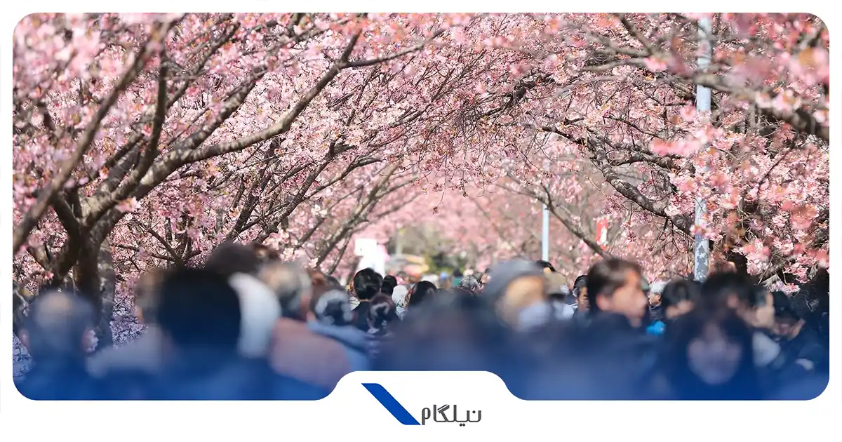 بهترین زمان سفر به ژاپن در فصل بهار