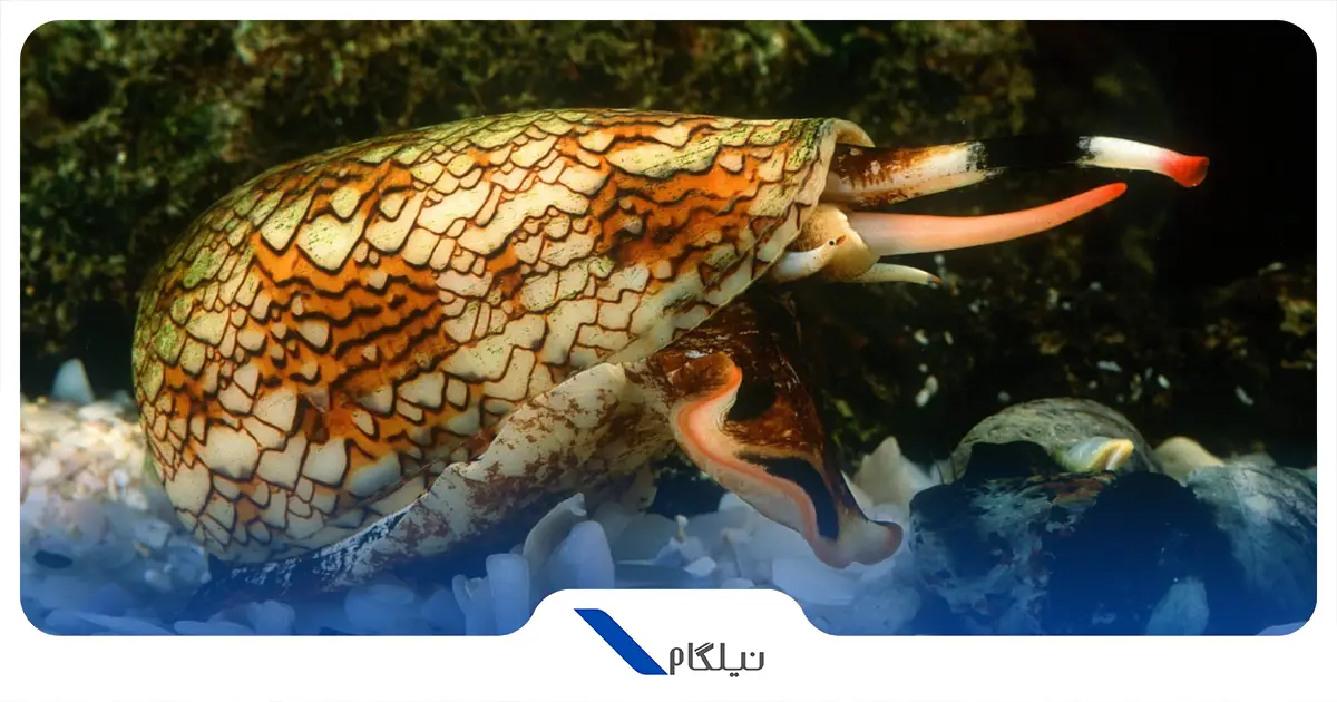 حلزون مخروطی