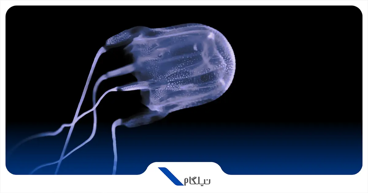 خطرناک ترین حیوانات استرالیا