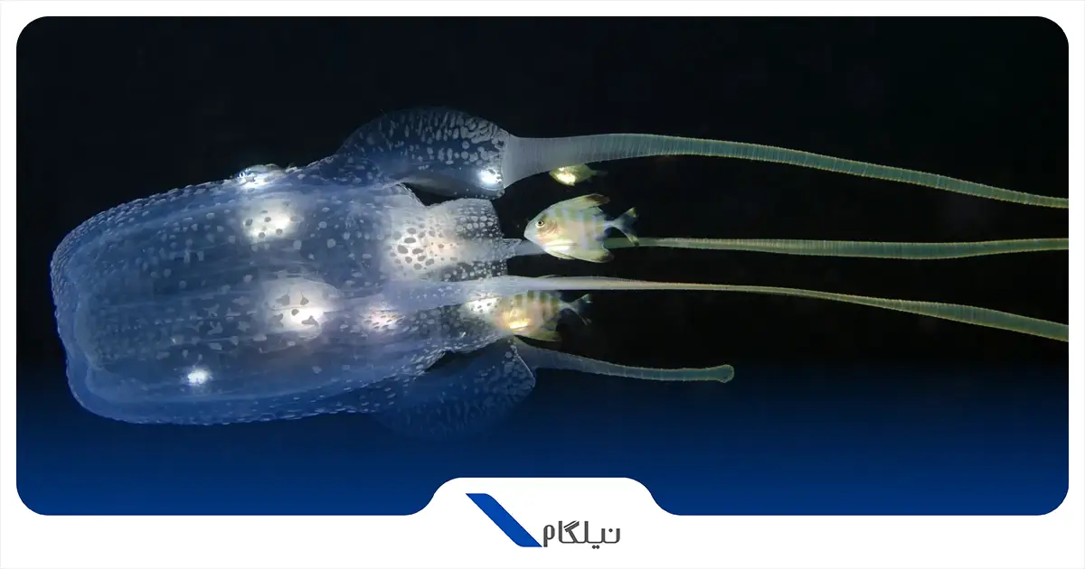 عروس دریایی