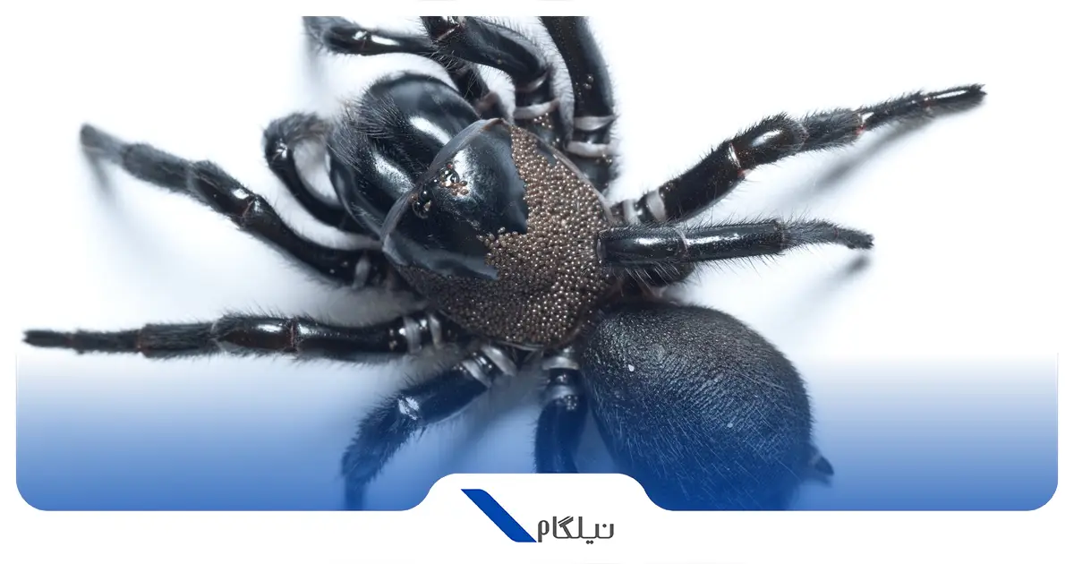 عنکبوت تار مخروطی سیدنی