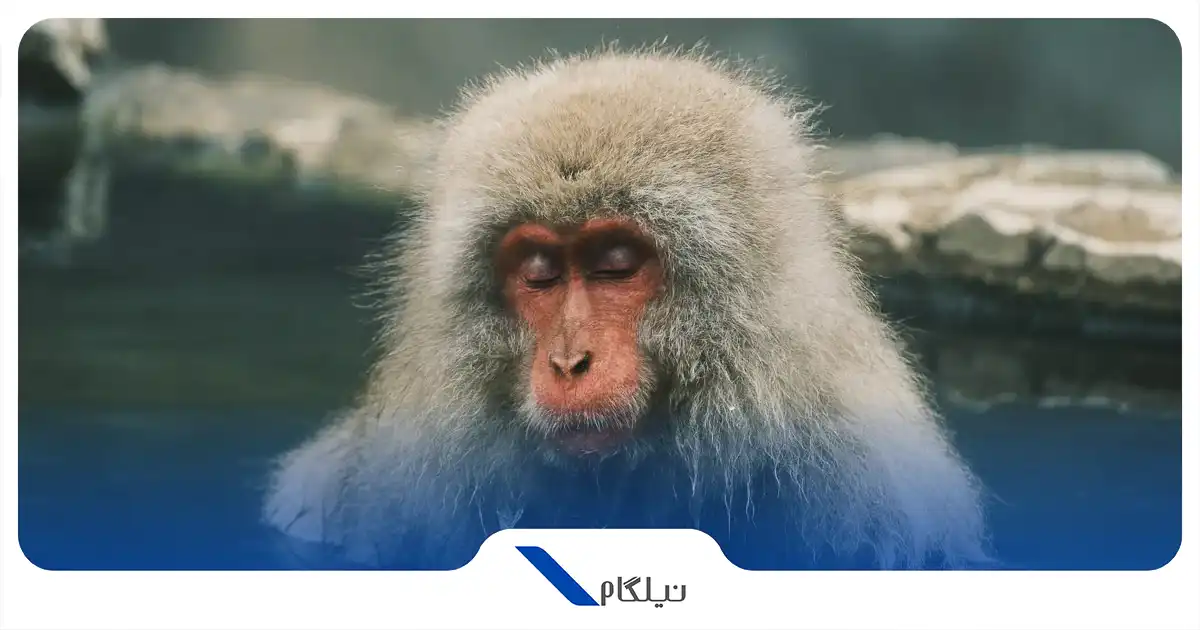 پارک میمون جیگوکودانی