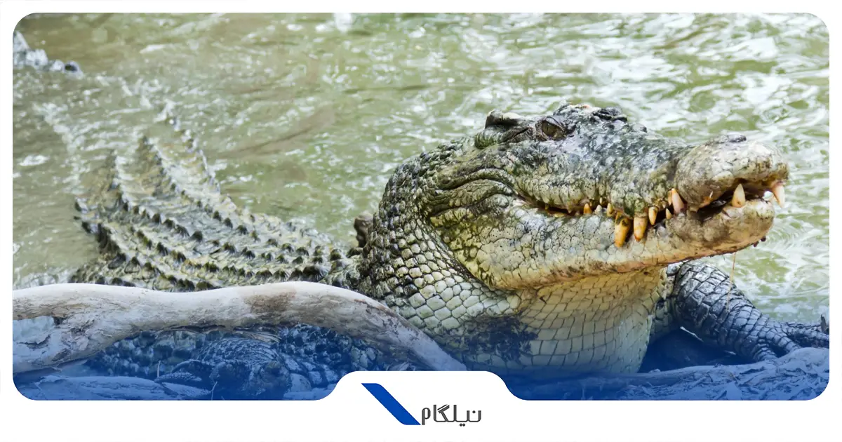 کروکدیل آب شور