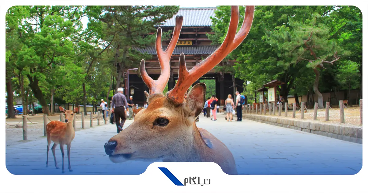 گوزن های مقدس نارا