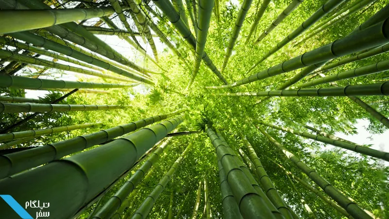 بازدید از جنگل بامبو