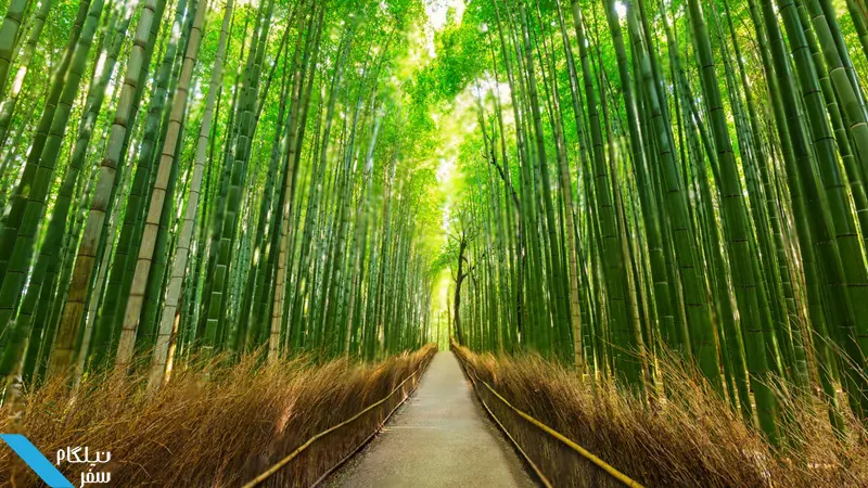 جنگل بامبو ژاپن