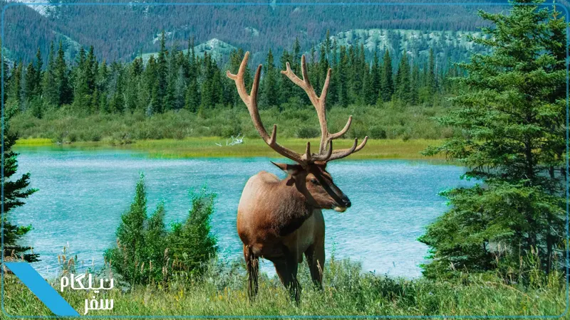 گوزن های شمالی پارک ملی جاسپر کانادا