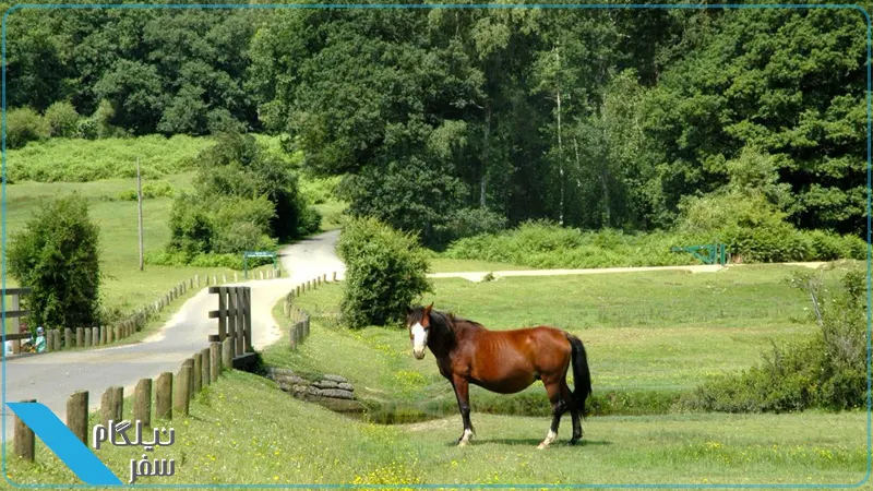 New Forest Hampshire