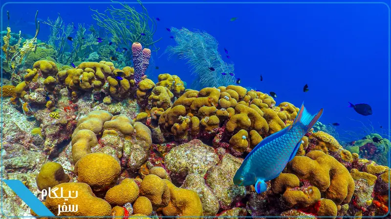 دریای رنگارنگ دومینیکا