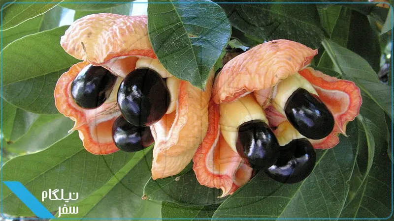 آکی