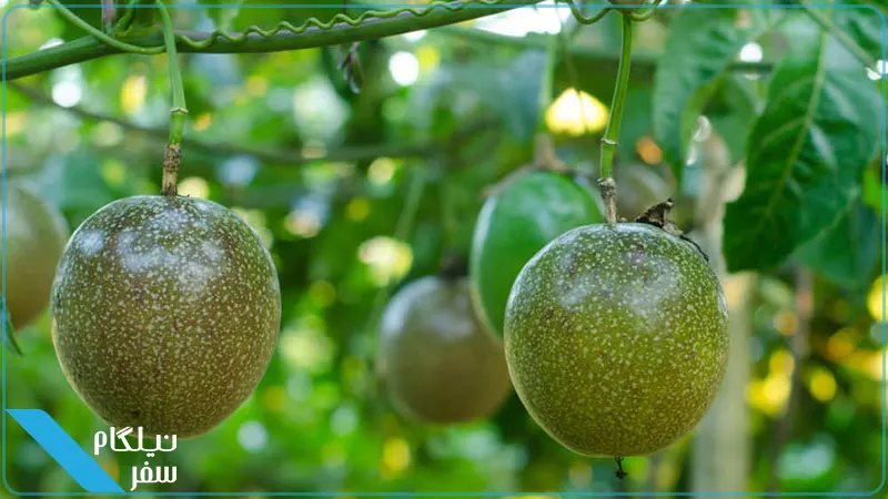 میوه‌ی شور