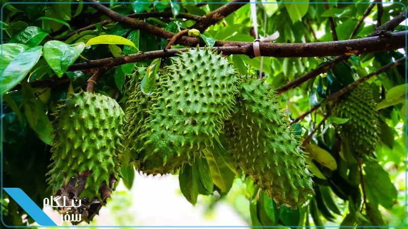 گوانابانا